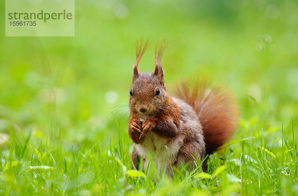 Eichhörnchen (Sciurus vulgaris) auf einer Wiese  close-up