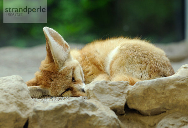 Schlafender Wüstenfuchs (Vulpes zerda)