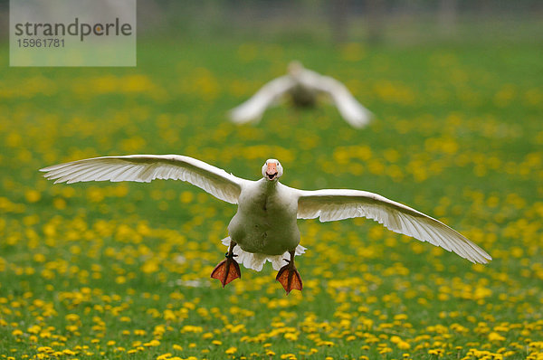 Hausgans (Anser anser) im Flug