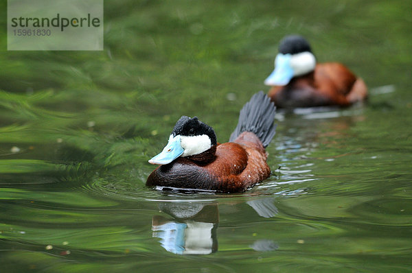 Zwei Schwarzkopfruderenten (Oxyura jamaicensis) auf dem Wasser  Zoo Augsburg  Deutschland