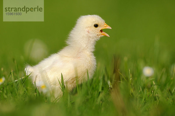 Küken  Haushuhn  Gallus gallus domesticus