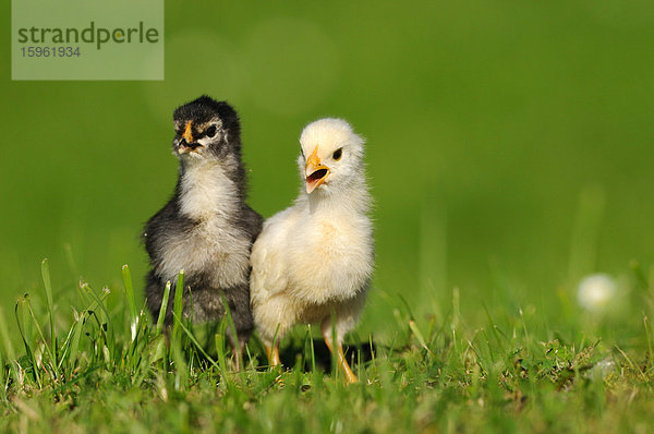 Zwei Küken  Haushuhn  Gallus gallus domesticus