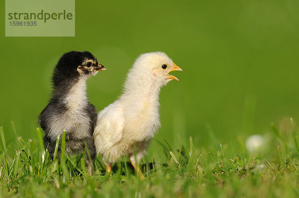 Zwei Küken  Haushuhn  Gallus gallus domesticus