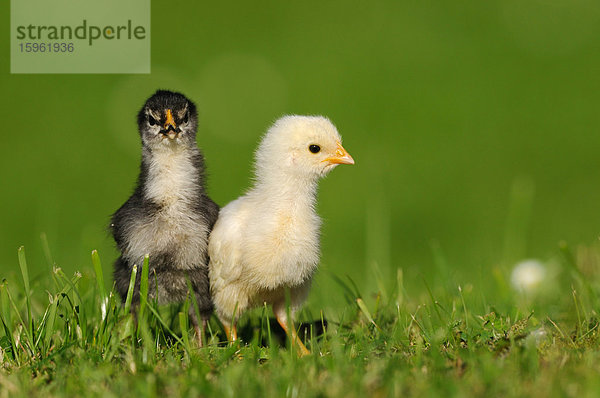 Zwei Küken  Haushuhn  Gallus gallus domesticus