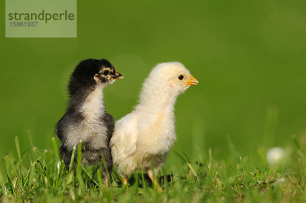 Zwei Küken  Haushuhn  Gallus gallus domesticus