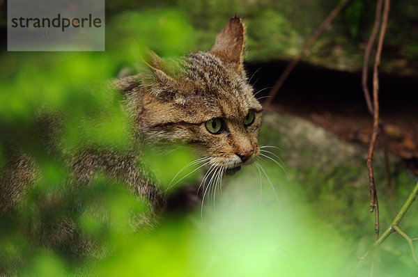 Wildkatze  Felis silvestris  Bayerischer Wald  Bayern  Deutschland  Europa