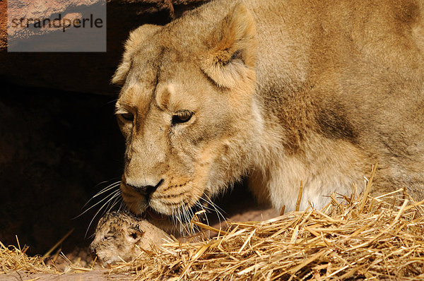 Löwin  Panthera leo  und Löwenjunges