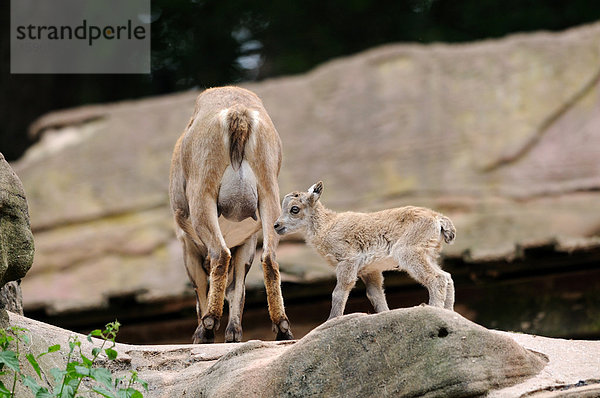 Alpensteinbock  Capra ibex  und Jungtier