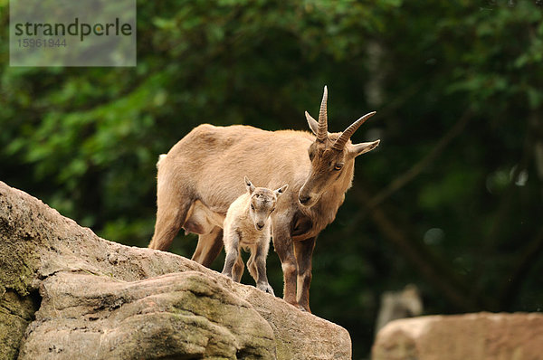 Alpensteinbock  Capra ibex  und Jungtier