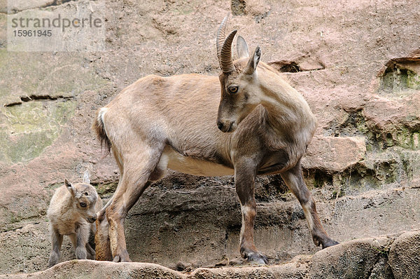 Alpensteinbock  Capra ibex  und Jungtier