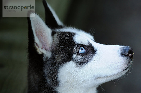 Husky  Portrait