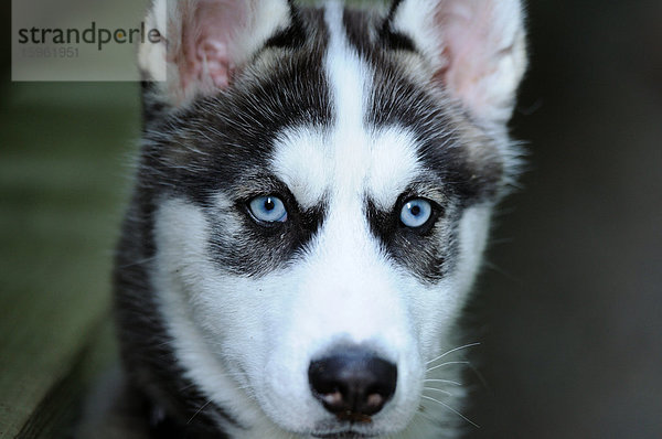 Husky  Portrait