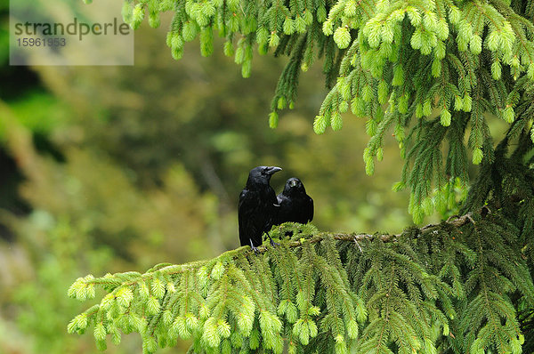 Kolkrabe  Corvus corax  Deutschland