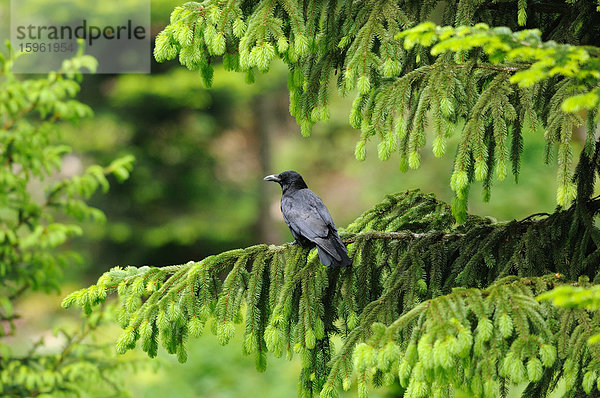 Kolkrabe  Corvus corax  Deutschland