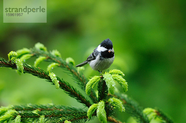 Tannenmeise  Periparus ater  Bayerischer Wald  Bayern  Deutschland  Europa