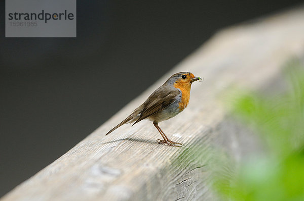 Rotkehlchen (Erithacus rubecula)