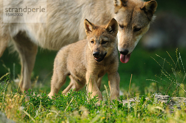 Junger und ausgewachsener Wolf (Canis lupus) gehen auf einer Wiese