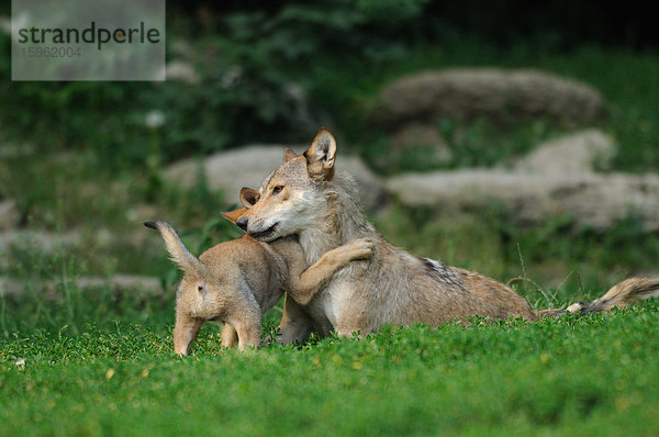Junger und ausgewachsener Wolf (Canis lupus) auf einer Wiese