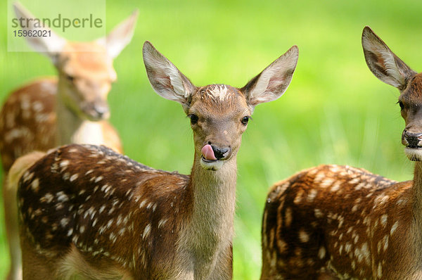 Junge Rothirsche (Cervus elaphus) auf einer Wiese