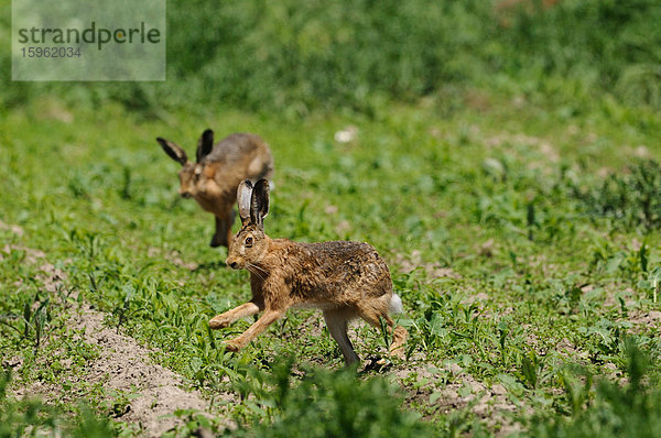 Zwei Feldhasen (Lepus europaeus) springen in einem Maisfeld