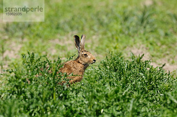 Feldhase (Lepus europaeus) in einem Maisfeld