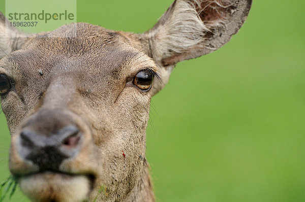 Junger Rothirsch (Cervus elaphus)  Portrait