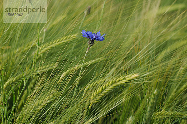 Kornblume (Centaurea cyanus) in einem Gerstenfeld  close-up