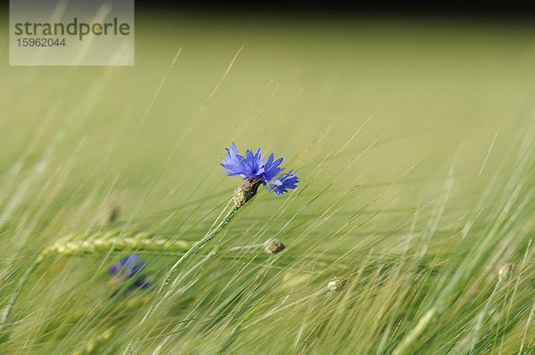 Kornblume (Centaurea cyanus) in einem Gerstenfeld  close-up