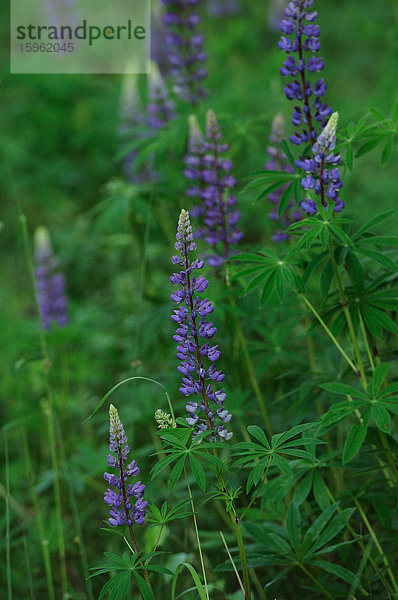 Blühende Lupinen auf einem Feld