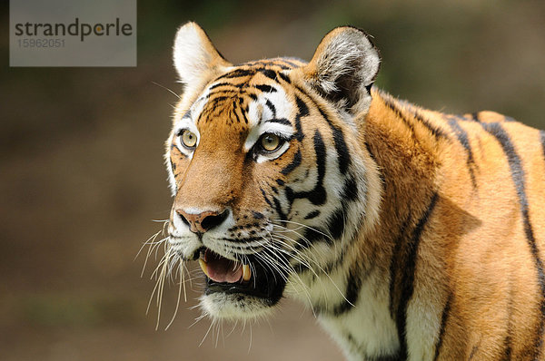 Wachsamer Sibirischer Tiger (Panthera tigris altaica)