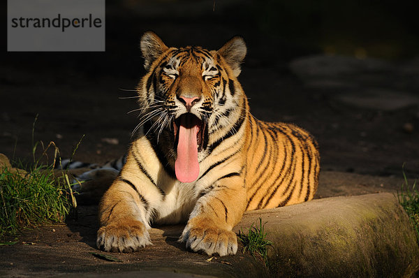 Liegender Sibirischer Tiger (Panthera tigris altaica) streckt die Zunge heraus