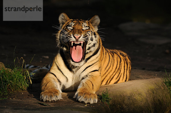 Liegender Sibirischer Tiger (Panthera tigris altaica) mit offenem Maul