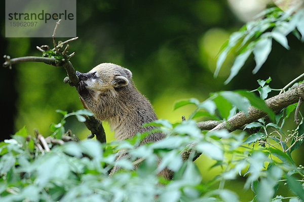 Südamerikanischer Nasenbär (Nasua nasua) in einem Baum