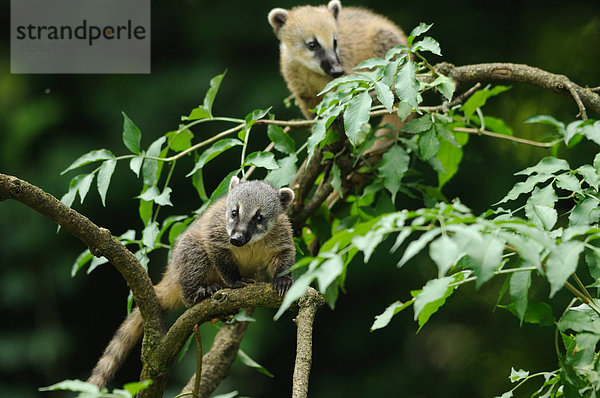 Zwei Südamerikanische Nasenbären (Nasua nasua) in einem Baum