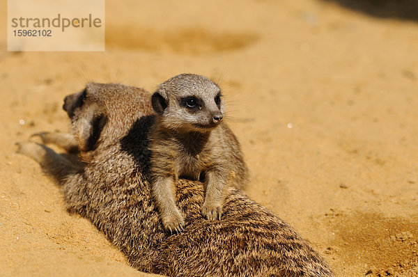 Jungtier liegt auf ausgewachsenem Erdmännchen (Suricata suricatta)