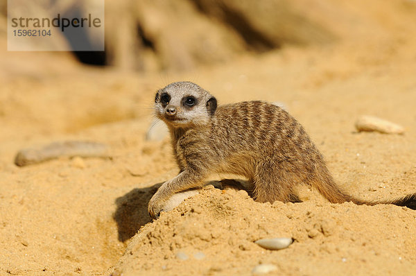 Erdmännchen (Suricata suricatta) im Sand