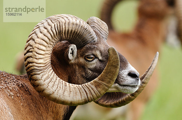 Europäisches Mufflon (Ovis orientalis musimon)  Portrait