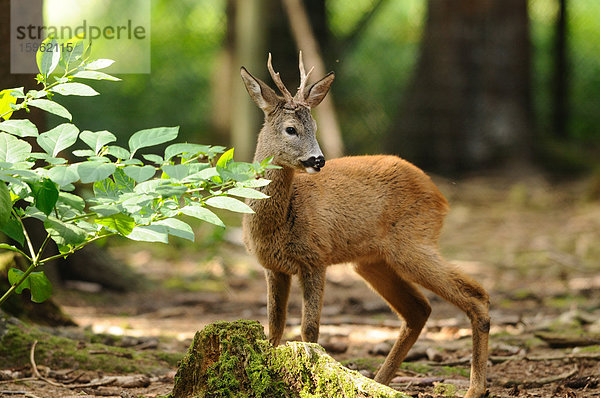 Europäisches Reh (Capreolus capreolus) im Wald