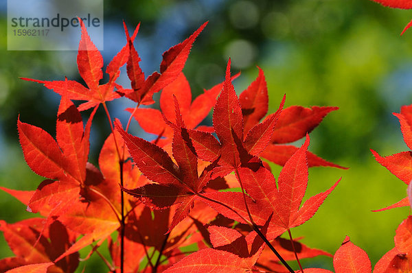 Rote Blätter vom Fächer-Ahorn (Acer palmatum)