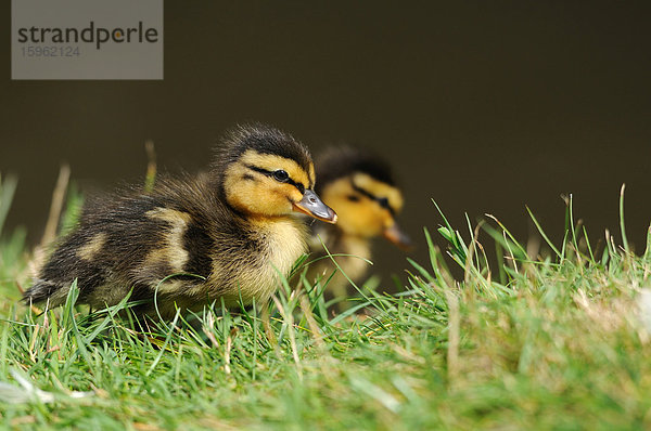 Zwei Stockenten-Küken (Anas platyrhynchos) auf einer Wiese