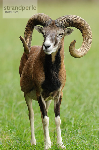 Europäisches Mufflon (Ovis orientalis musimon) steht auf einer Wiese