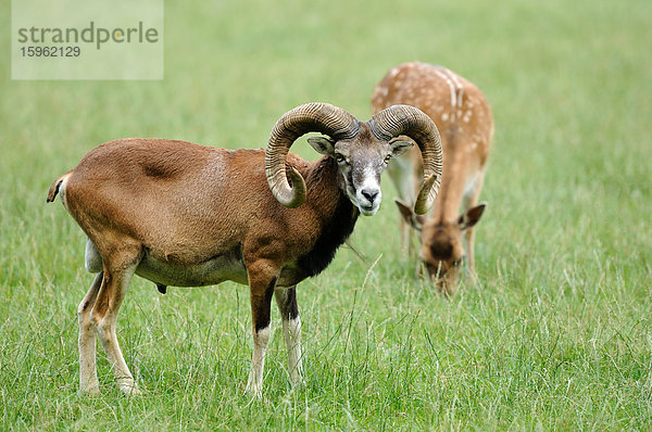 Europäisches Mufflon (Ovis orientalis musimon) und Reh stehen auf einer Wiese