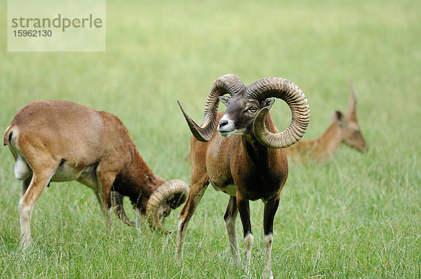 Zwei Europäisches Mufflons (Ovis orientalis musimon) und Reh auf einer Wiese