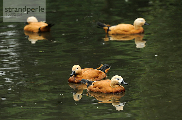 Vier Rostgänse (Tadorna ferruginea) schwimmen auf dem Wasser