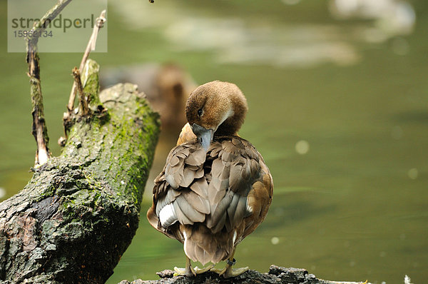 Kolbenenten-Weibchen (Netta rufina) am Wasserrand