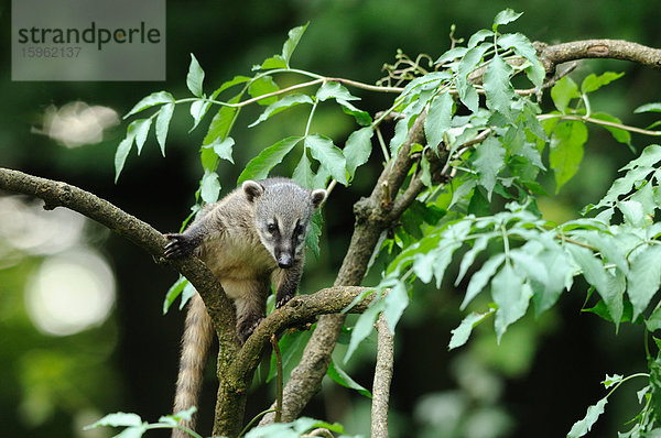 Südamerikanischer Nasenbär (Nasua nasua) in einem Baum