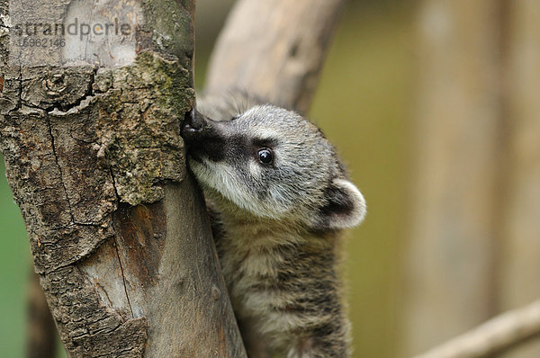 Südamerikanischer Nasenbär (Nasua nasua) in einem Baum