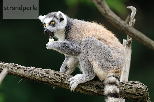Katta (Lemur catta) auf einem Baum