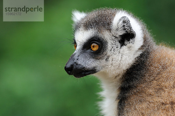 Katta (Lemur catta)  Profil