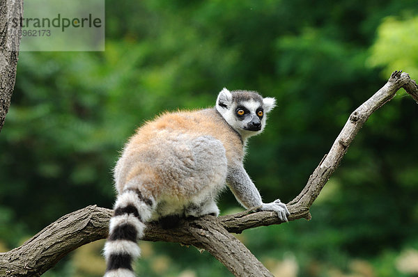 Katta (Lemur catta) auf einem Ast